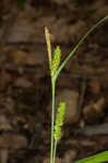 Limestone meadow sedge